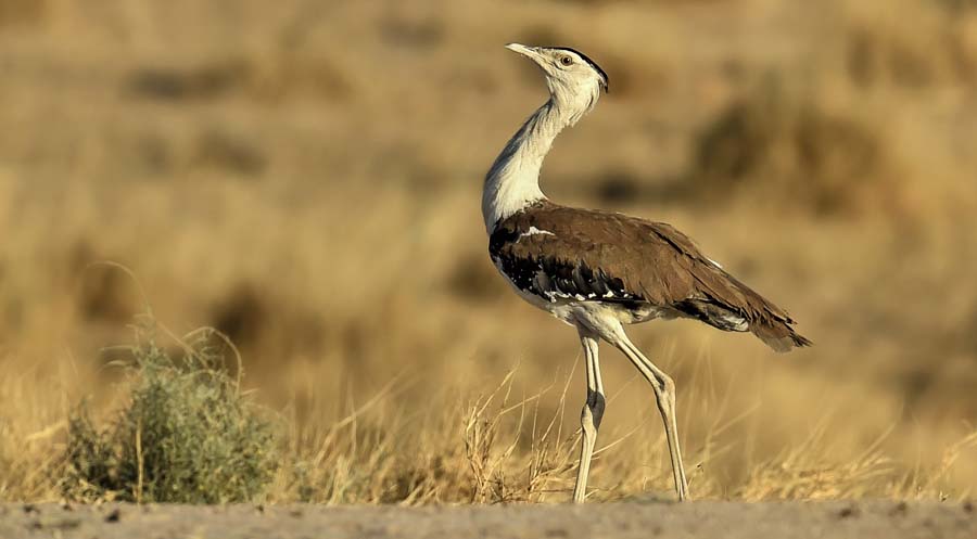 Karnataka’s Great Indian Bustard in Peril
